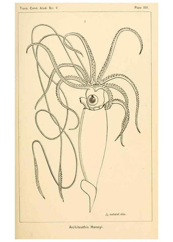 Reproducción/Reproduction 15588147282: The cephalopods of the north-eastern coast of America /. New Haven, Conn. :Connecticut Academy of Sciences,1879-1881