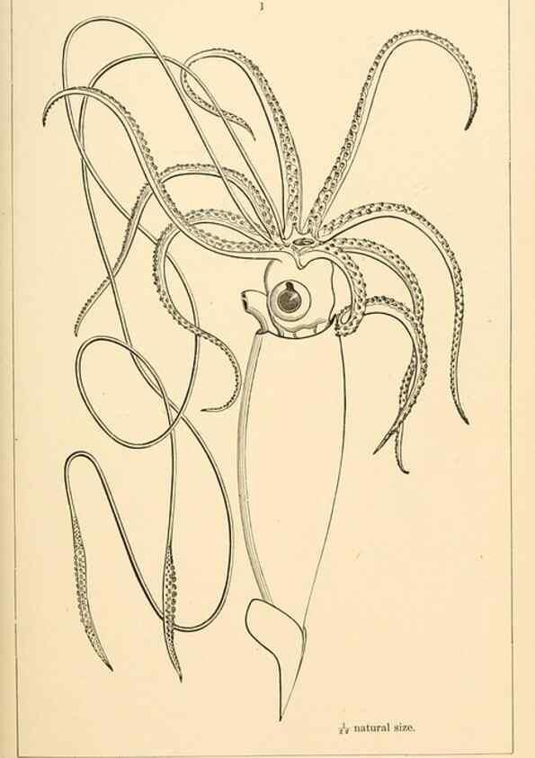 Reproducción/Reproduction 15588147282: The cephalopods of the north-eastern coast of America /. New Haven, Conn. :Connecticut Academy of Sciences,1879-1881
