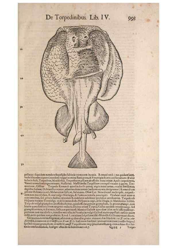 Reproducción/Reproduction 15569428085: Conradi Gesneri medici Tigurini Historiae animalium liber IV :. Francofurti :In Bibliopolio Andreae Cambieri,anno MDCIIII [1604]