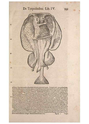 Reproducción/Reproduction 15569428085: Conradi Gesneri medici Tigurini Historiae animalium liber IV :. Francofurti :In Bibliopolio Andreae Cambieri,anno MDCIIII [1604]