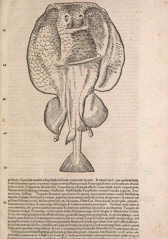 Reproducción/Reproduction 15569428085: Conradi Gesneri medici Tigurini Historiae animalium liber IV :. Francofurti :In Bibliopolio Andreae Cambieri,anno MDCIIII [1604]