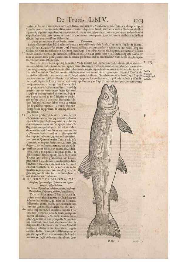 Reproducción/Reproduction 15383793850: Conradi Gesneri medici Tigurini Historiae animalium liber IV :. Francofurti :In Bibliopolio Andreae Cambieri,anno MDCIIII [1604]