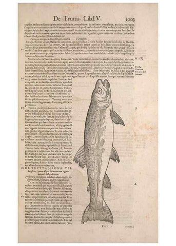 Reproducción/Reproduction 15383793850: Conradi Gesneri medici Tigurini Historiae animalium liber IV :. Francofurti :In Bibliopolio Andreae Cambieri,anno MDCIIII [1604]