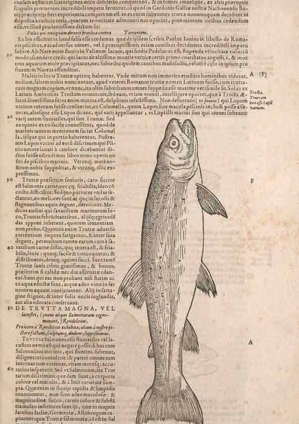Reproducción/Reproduction 15383793850: Conradi Gesneri medici Tigurini Historiae animalium liber IV :. Francofurti :In Bibliopolio Andreae Cambieri,anno MDCIIII [1604]