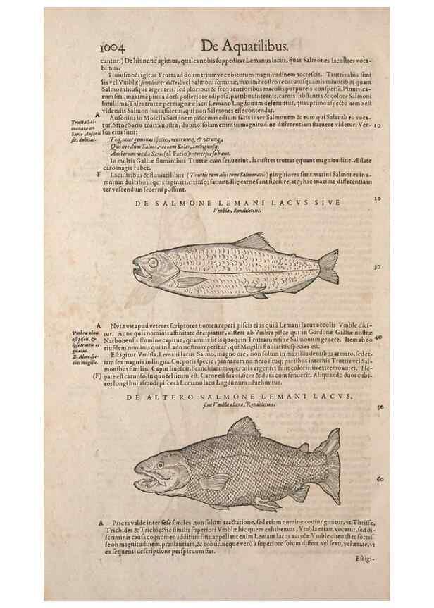 Reproducción/Reproduction 15382797179: Conradi Gesneri medici Tigurini Historiae animalium liber IV :. Francofurti :In Bibliopolio Andreae Cambieri,anno MDCIIII [1604]