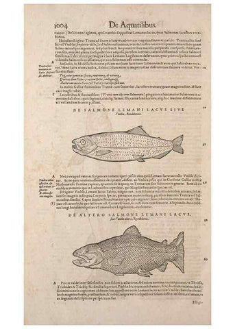 Reproducción/Reproduction 15382797179: Conradi Gesneri medici Tigurini Historiae animalium liber IV :. Francofurti :In Bibliopolio Andreae Cambieri,anno MDCIIII [1604]