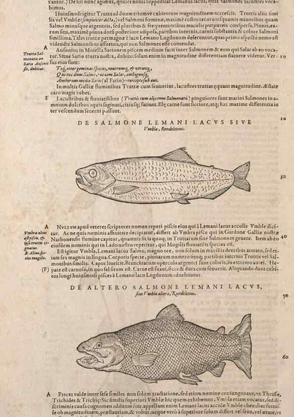 Reproducción/Reproduction 15382797179: Conradi Gesneri medici Tigurini Historiae animalium liber IV :. Francofurti :In Bibliopolio Andreae Cambieri,anno MDCIIII [1604]