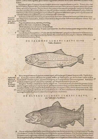 Reproducción/Reproduction 15382797179: Conradi Gesneri medici Tigurini Historiae animalium liber IV :. Francofurti :In Bibliopolio Andreae Cambieri,anno MDCIIII [1604]