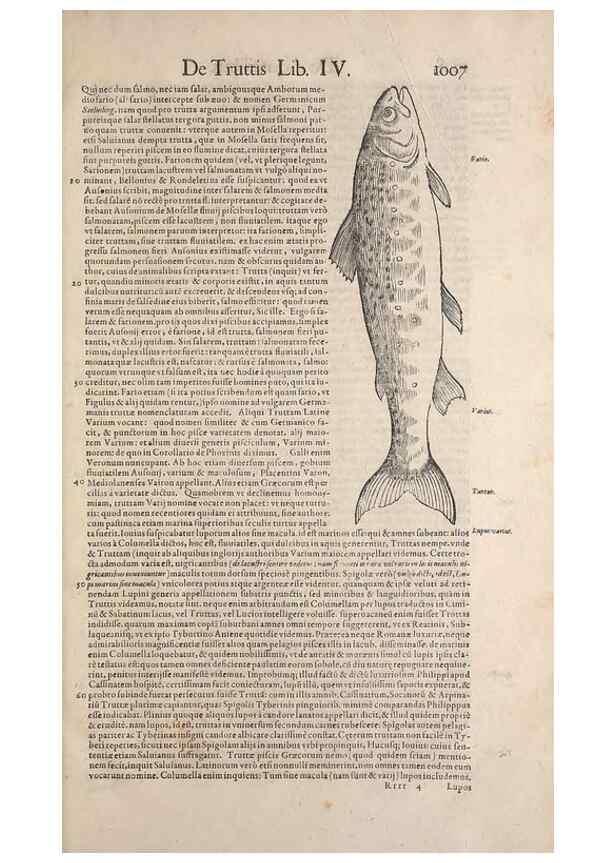 Reproducción/Reproduction 15545726986: Conradi Gesneri medici Tigurini Historiae animalium liber IV :. Francofurti :In Bibliopolio Andreae Cambieri,anno MDCIIII [1604]