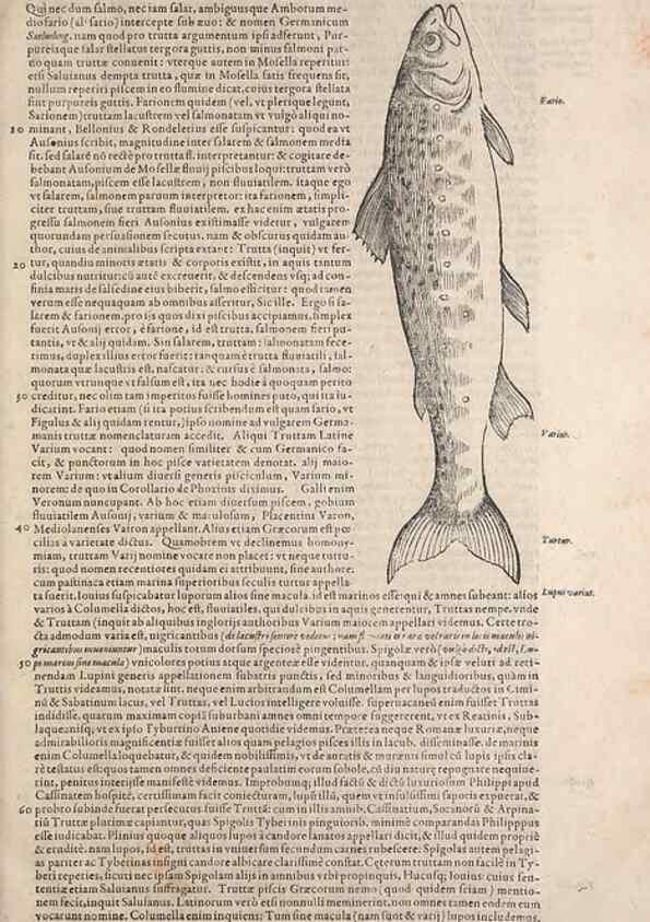 Reproducción/Reproduction 15545726986: Conradi Gesneri medici Tigurini Historiae animalium liber IV :. Francofurti :In Bibliopolio Andreae Cambieri,anno MDCIIII [1604]