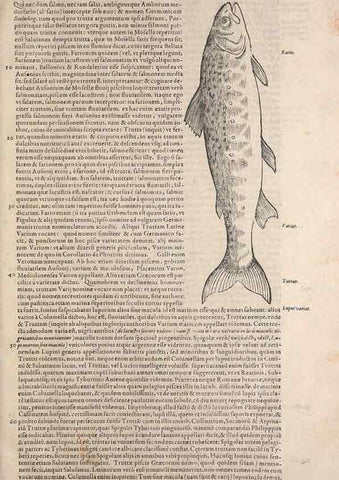 Reproducción/Reproduction 15545726986: Conradi Gesneri medici Tigurini Historiae animalium liber IV :. Francofurti :In Bibliopolio Andreae Cambieri,anno MDCIIII [1604]