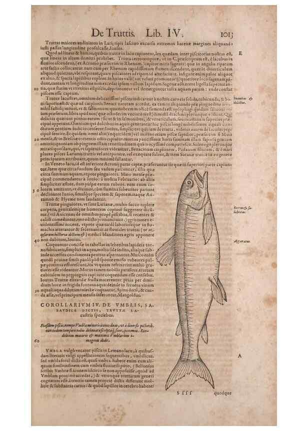 Reproducción/Reproduction 15383799580: Conradi Gesneri medici Tigurini Historiae animalium liber IV :. Francofurti :In Bibliopolio Andreae Cambieri,anno MDCIIII [1604]