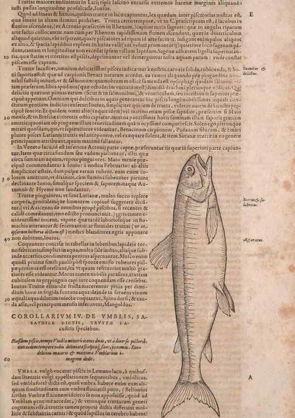 Reproducción/Reproduction 15383799580: Conradi Gesneri medici Tigurini Historiae animalium liber IV :. Francofurti :In Bibliopolio Andreae Cambieri,anno MDCIIII [1604]