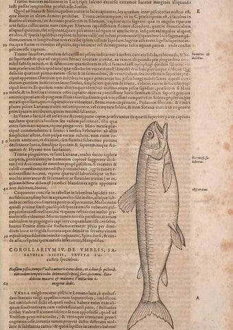 Reproducción/Reproduction 15383799580: Conradi Gesneri medici Tigurini Historiae animalium liber IV :. Francofurti :In Bibliopolio Andreae Cambieri,anno MDCIIII [1604]
