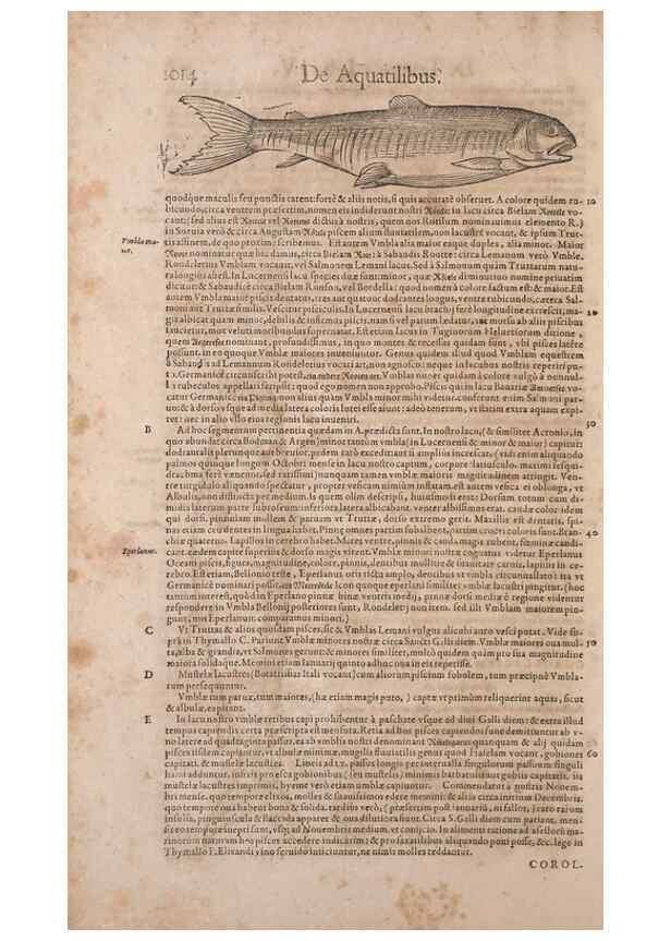 Reproducción/Reproduction 15383801430: Conradi Gesneri medici Tigurini Historiae animalium liber IV :. Francofurti :In Bibliopolio Andreae Cambieri,anno MDCIIII [1604]