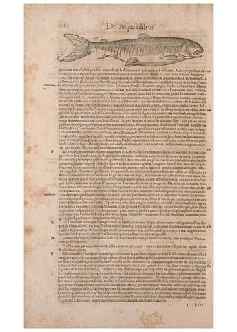 Reproducción/Reproduction 15383801430: Conradi Gesneri medici Tigurini Historiae animalium liber IV :. Francofurti :In Bibliopolio Andreae Cambieri,anno MDCIIII [1604]