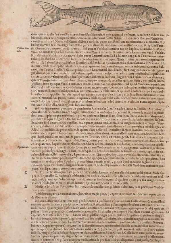 Reproducción/Reproduction 15383801430: Conradi Gesneri medici Tigurini Historiae animalium liber IV :. Francofurti :In Bibliopolio Andreae Cambieri,anno MDCIIII [1604]