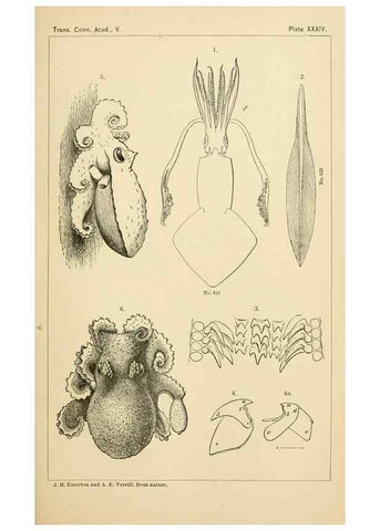 Reproducción/Reproduction 15588237672: The cephalopods of the north-eastern coast of America /. New Haven, Conn. :Connecticut Academy of Sciences,1879-1881