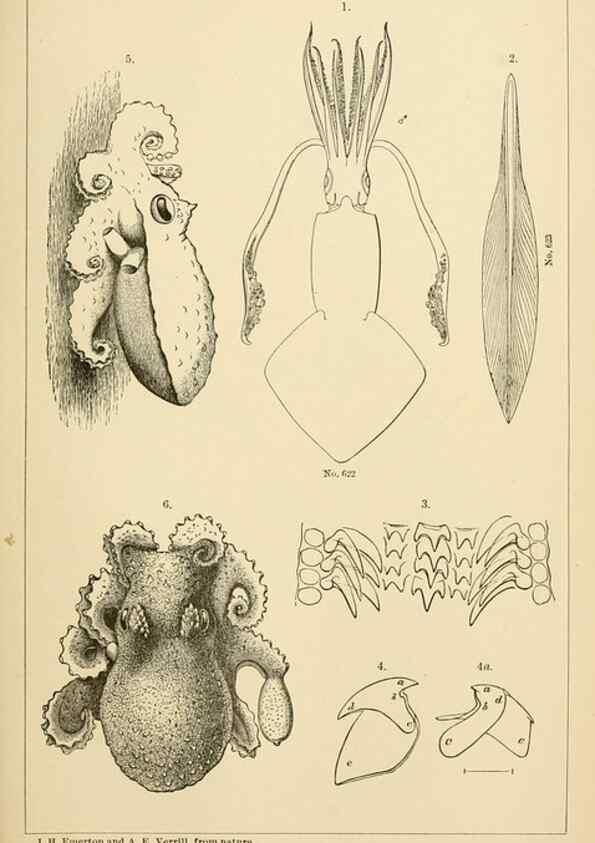 Reproducción/Reproduction 15588237672: The cephalopods of the north-eastern coast of America /. New Haven, Conn. :Connecticut Academy of Sciences,1879-1881