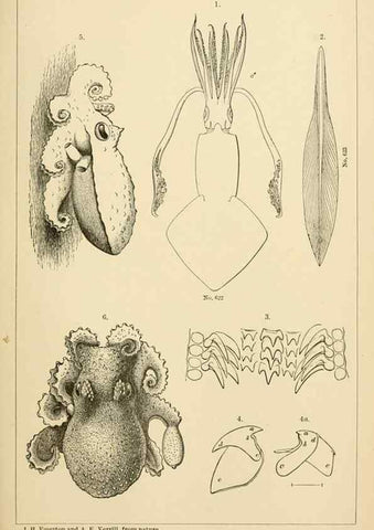 Reproducción/Reproduction 15588237672: The cephalopods of the north-eastern coast of America /. New Haven, Conn. :Connecticut Academy of Sciences,1879-1881