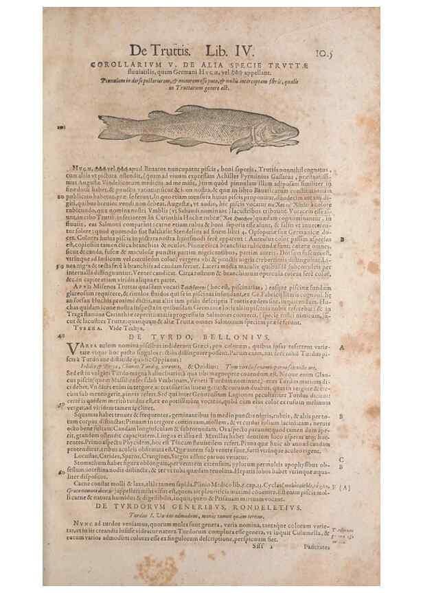 Reproducción/Reproduction 15383283708: Conradi Gesneri medici Tigurini Historiae animalium liber IV :. Francofurti :In Bibliopolio Andreae Cambieri,anno MDCIIII [1604]