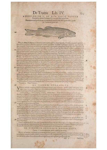 Reproducción/Reproduction 15383283708: Conradi Gesneri medici Tigurini Historiae animalium liber IV :. Francofurti :In Bibliopolio Andreae Cambieri,anno MDCIIII [1604]