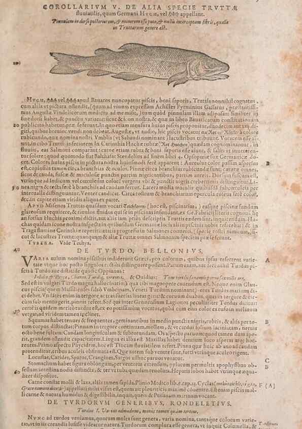Reproducción/Reproduction 15383283708: Conradi Gesneri medici Tigurini Historiae animalium liber IV :. Francofurti :In Bibliopolio Andreae Cambieri,anno MDCIIII [1604]