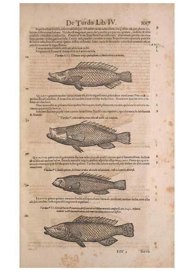 Reproducción/Reproduction 15569445225: Conradi Gesneri medici Tigurini Historiae animalium liber IV :. Francofurti :In Bibliopolio Andreae Cambieri,anno MDCIIII [1604]