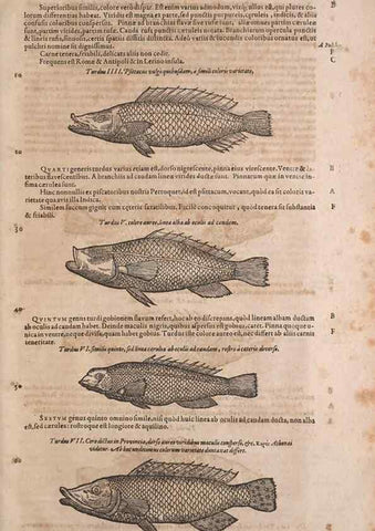 Reproducción/Reproduction 15569445225: Conradi Gesneri medici Tigurini Historiae animalium liber IV :. Francofurti :In Bibliopolio Andreae Cambieri,anno MDCIIII [1604]