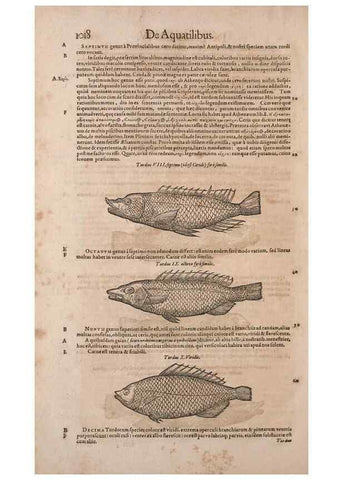 Reproducción/Reproduction 14949264963: Conradi Gesneri medici Tigurini Historiae animalium liber IV :. Francofurti :In Bibliopolio Andreae Cambieri,anno MDCIIII [1604]