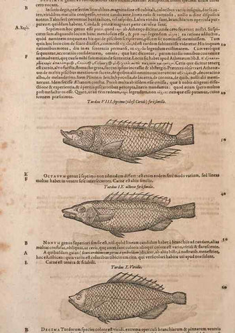 Reproducción/Reproduction 14949264963: Conradi Gesneri medici Tigurini Historiae animalium liber IV :. Francofurti :In Bibliopolio Andreae Cambieri,anno MDCIIII [1604]
