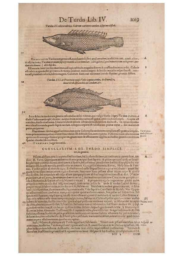 Reproducción/Reproduction 15569448975: Conradi Gesneri medici Tigurini Historiae animalium liber IV :. Francofurti :In Bibliopolio Andreae Cambieri,anno MDCIIII [1604]