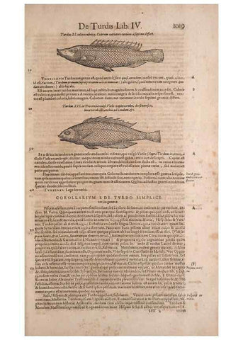 Reproducción/Reproduction 15569448975: Conradi Gesneri medici Tigurini Historiae animalium liber IV :. Francofurti :In Bibliopolio Andreae Cambieri,anno MDCIIII [1604]