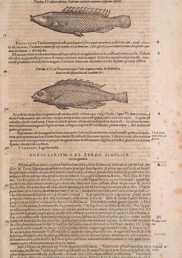 Reproducción/Reproduction 15569448975: Conradi Gesneri medici Tigurini Historiae animalium liber IV :. Francofurti :In Bibliopolio Andreae Cambieri,anno MDCIIII [1604]