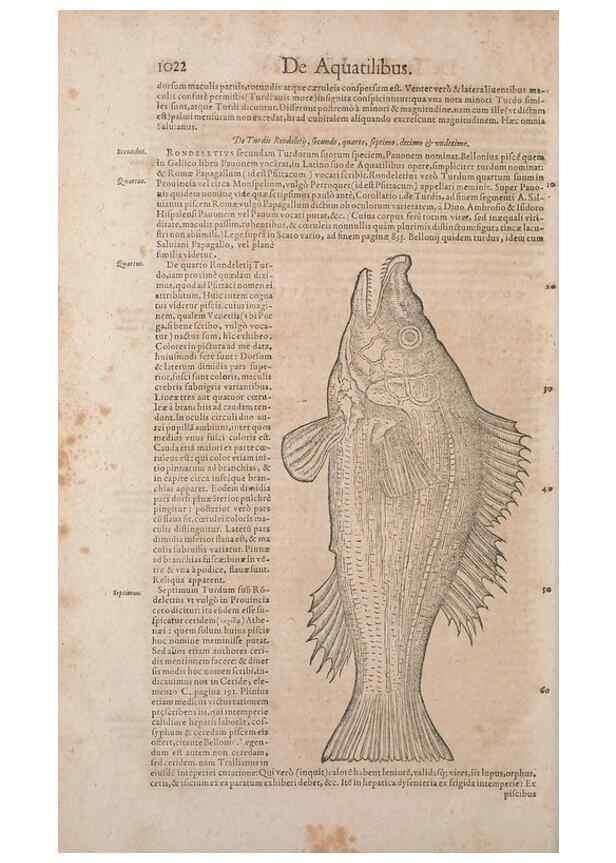 Reproducción/Reproduction 15545741276: Conradi Gesneri medici Tigurini Historiae animalium liber IV :. Francofurti :In Bibliopolio Andreae Cambieri,anno MDCIIII [1604]