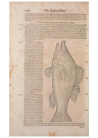 Reproducción/Reproduction 15545741276: Conradi Gesneri medici Tigurini Historiae animalium liber IV :. Francofurti :In Bibliopolio Andreae Cambieri,anno MDCIIII [1604]