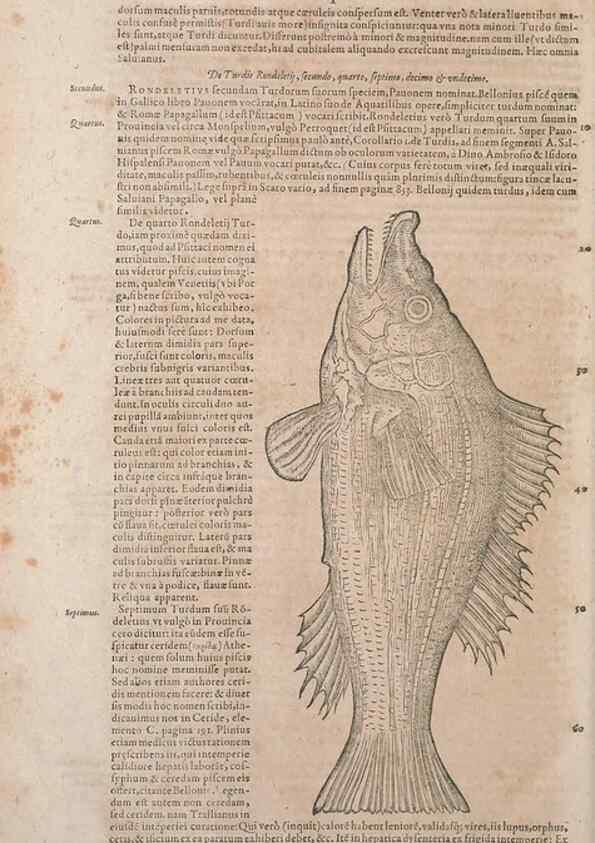 Reproducción/Reproduction 15545741276: Conradi Gesneri medici Tigurini Historiae animalium liber IV :. Francofurti :In Bibliopolio Andreae Cambieri,anno MDCIIII [1604]