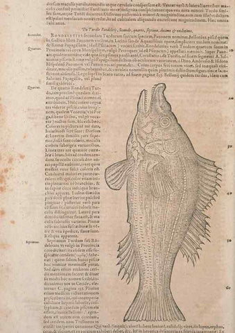 Reproducción/Reproduction 15545741276: Conradi Gesneri medici Tigurini Historiae animalium liber IV :. Francofurti :In Bibliopolio Andreae Cambieri,anno MDCIIII [1604]