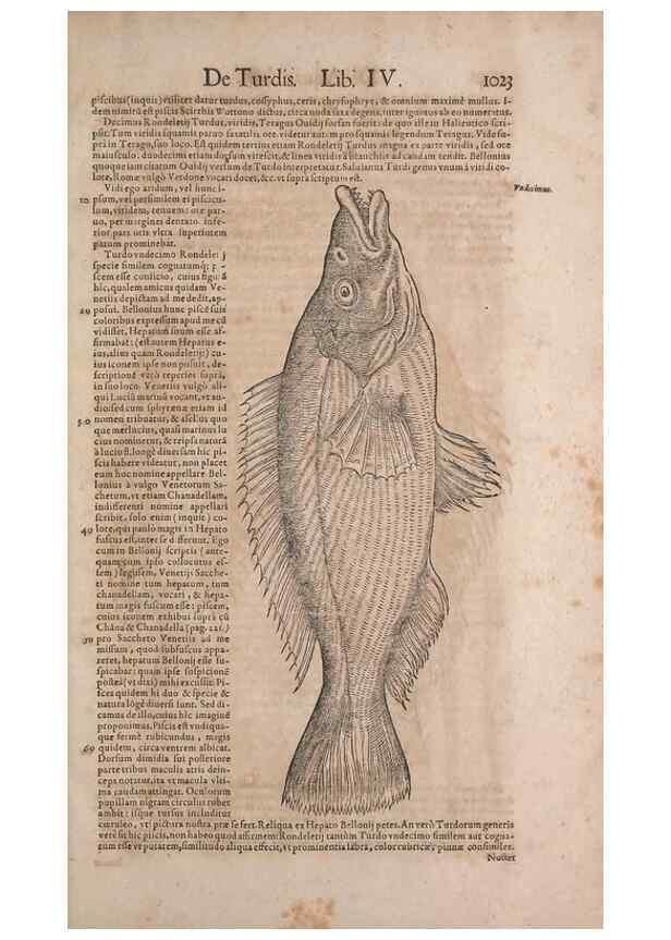 Reproducción/Reproduction 15382815869: Conradi Gesneri medici Tigurini Historiae animalium liber IV :. Francofurti :In Bibliopolio Andreae Cambieri,anno MDCIIII [1604]