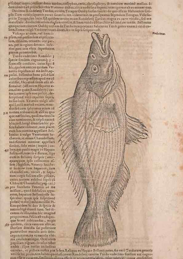 Reproducción/Reproduction 15382815869: Conradi Gesneri medici Tigurini Historiae animalium liber IV :. Francofurti :In Bibliopolio Andreae Cambieri,anno MDCIIII [1604]