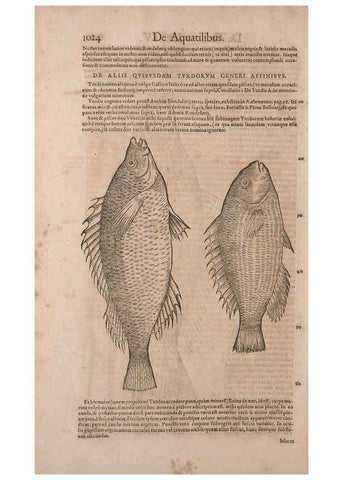 Reproducción/Reproduction 15383816170: Conradi Gesneri medici Tigurini Historiae animalium liber IV :. Francofurti :In Bibliopolio Andreae Cambieri,anno MDCIIII [1604]