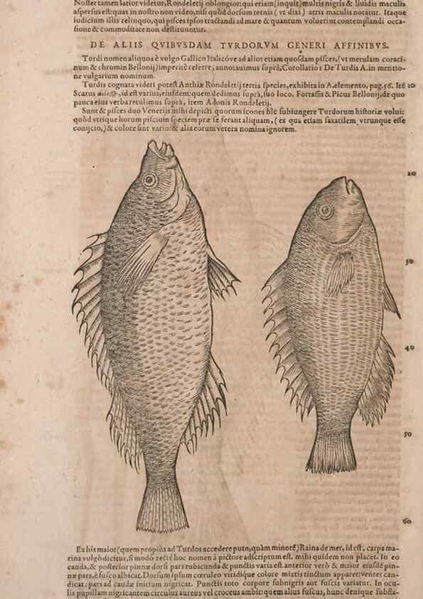 Reproducción/Reproduction 15383816170: Conradi Gesneri medici Tigurini Historiae animalium liber IV :. Francofurti :In Bibliopolio Andreae Cambieri,anno MDCIIII [1604]
