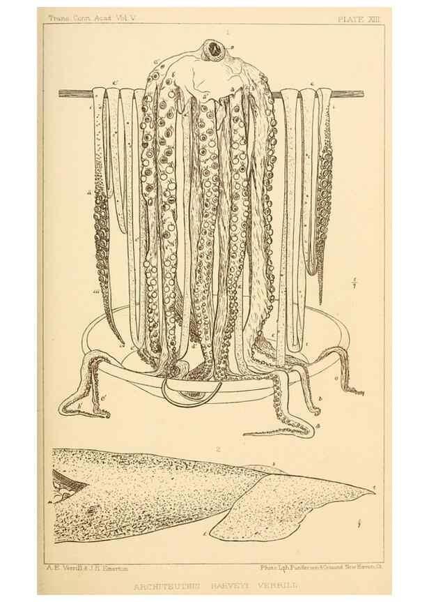 Reproducción/Reproduction 14966565894: The cephalopods of the north-eastern coast of America /. New Haven, Conn. :Connecticut Academy of Sciences,1879-1881