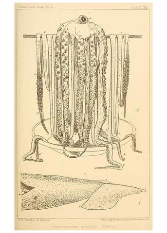 Reproducción/Reproduction 14966565894: The cephalopods of the north-eastern coast of America /. New Haven, Conn. :Connecticut Academy of Sciences,1879-1881
