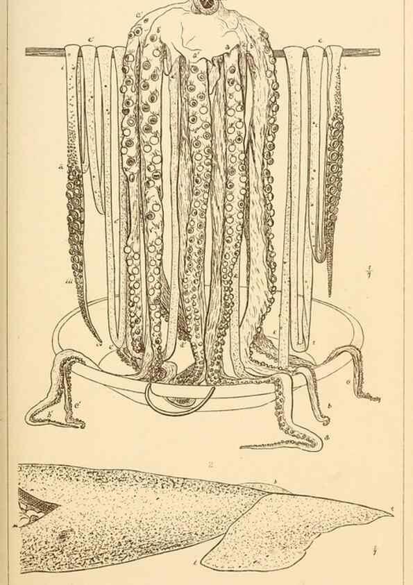 Reproducción/Reproduction 14966565894: The cephalopods of the north-eastern coast of America /. New Haven, Conn. :Connecticut Academy of Sciences,1879-1881