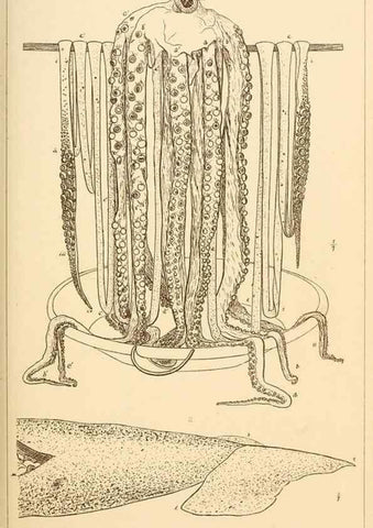 Reproducción/Reproduction 14966565894: The cephalopods of the north-eastern coast of America /. New Haven, Conn. :Connecticut Academy of Sciences,1879-1881