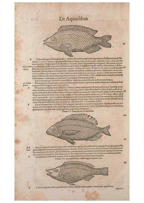 Reproducción/Reproduction 15383804820: Conradi Gesneri medici Tigurini Historiae animalium liber IV :. Francofurti :In Bibliopolio Andreae Cambieri,anno MDCIIII [1604]