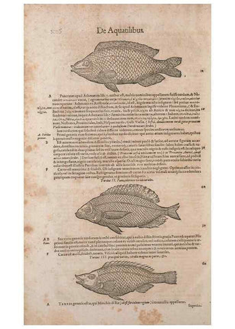 Reproducción/Reproduction 15383804820: Conradi Gesneri medici Tigurini Historiae animalium liber IV :. Francofurti :In Bibliopolio Andreae Cambieri,anno MDCIIII [1604]