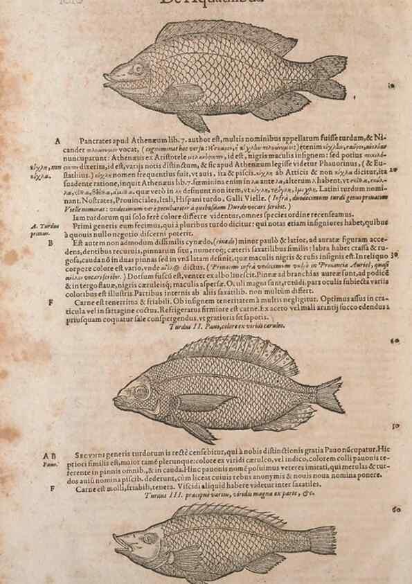 Reproducción/Reproduction 15383804820: Conradi Gesneri medici Tigurini Historiae animalium liber IV :. Francofurti :In Bibliopolio Andreae Cambieri,anno MDCIIII [1604]