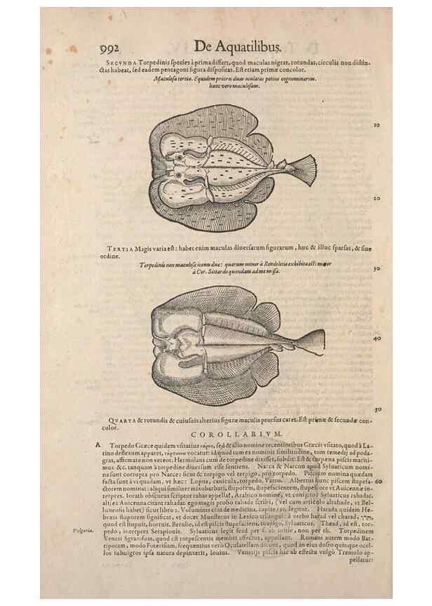 Reproducción/Reproduction 14948673444: Conradi Gesneri medici Tigurini Historiae animalium liber IV :. Francofurti :In Bibliopolio Andreae Cambieri,anno MDCIIII [1604]